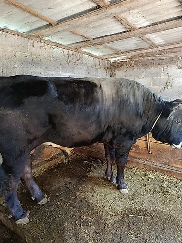 мини такса: Продаю | Бык (самец) | На откорм | Привязанные — 1