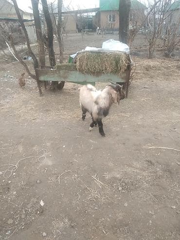 продам коз: Продаю | Коза (самка), Козёл (самец), Козлёнок | Нубийская, Битал, Камори | На забой, Для разведения, Для молока | Племенные, Котные, Осеменитель — 2