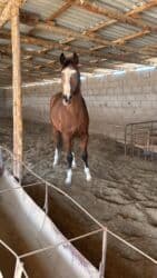 сколько стоит бульдог: Продаю | Жеребец | Для разведения, Конный спорт | Племенные, Осеменитель — 2