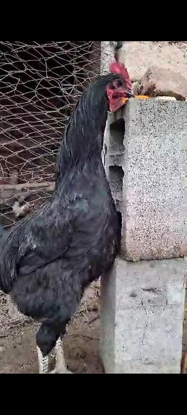 рыбы в кыргызстане: Продаю | Петух | Для разведения — 2