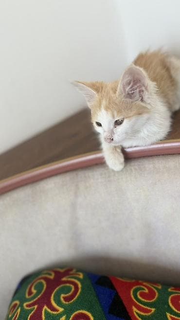 котята бишкек бесплатно: Здоровый и спокойный Котёнок рыже-белого окраса, отдадим в добрые руки — 1