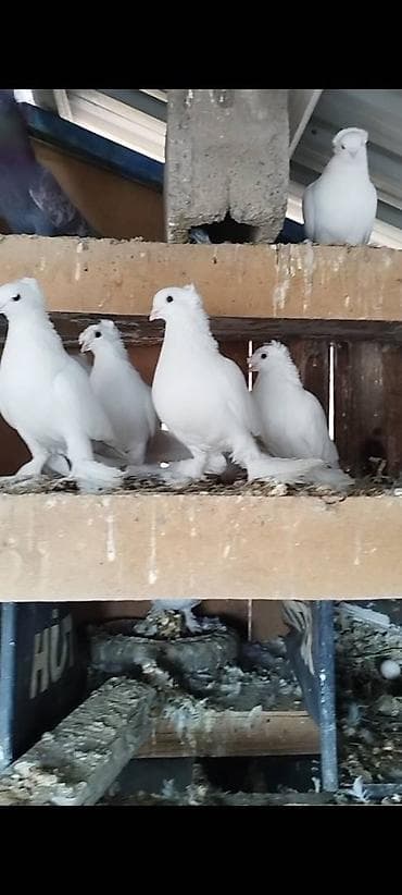 мышык сатып алам: Племенных голубей старопородный — 10