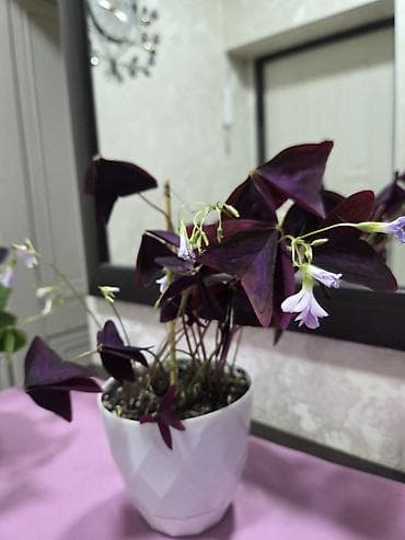 Комнатные растения: Зантедеския эфиопская (белая калла) — крупное декоративно-лиственное и — 9