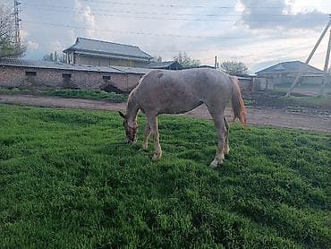 Продаю | Кобыла (самка) | Рабочий