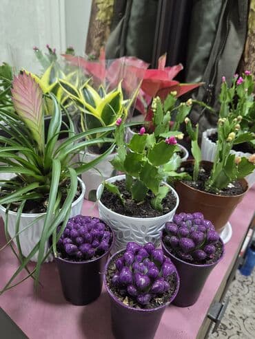 цветы картины художников: Комнатные растения в горшках: - Каланхоэ, бегония тигровая — 2