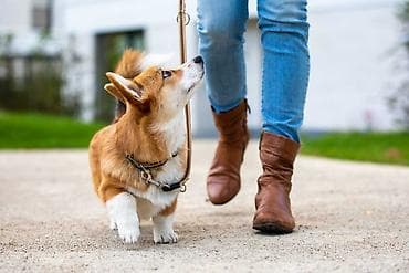 Иттер: 🐾 Выгул собак в Бишкеке | Забота и безопасность вашего любимца! 🐾 — 1
