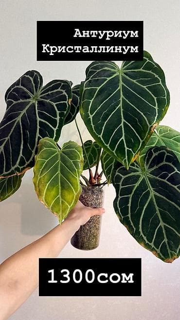 баа: Антуриум Кристаллинум (Anthurium crystallinum) На фото указаны — 1