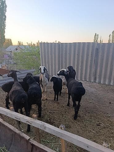 битал теке: Продаю | Овца (самка) | Эдильбаевская | Для разведения | Матка — 4