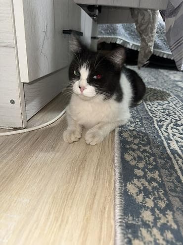 где купить кошку в бишкеке: 1 год, Девочка — 2