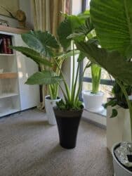 садовый дом: Продаю цветочную композицию. кашпо (Польша.) Высота растения 160 см — 3