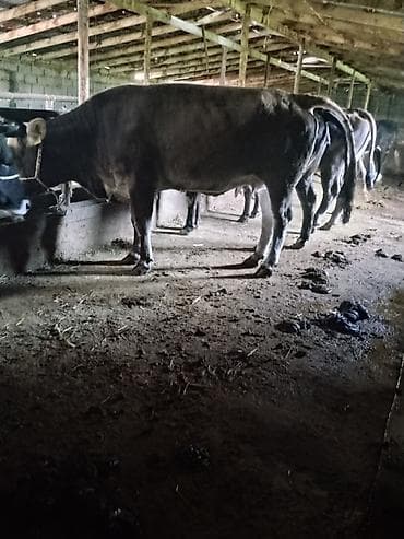 карова галштин: Продаю | Корова (самка) | На забой — 2
