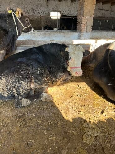 племенные коровы молочные купить: Продаю | Бык (самец) | На откорм | Привязанные — 3