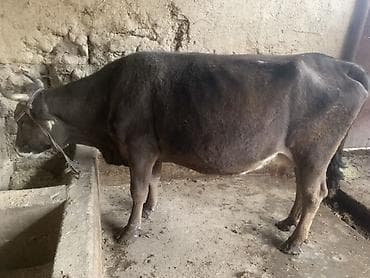 мышык сатам: Сатам | Уй (ургаачы) | Сүт алуу үчүн | Байланган — 3