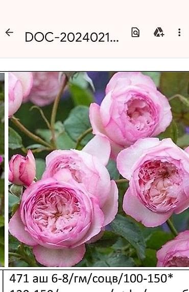 саат часы: Роза Эксплорер (Explorer) - Крупноцветковая чайно-гибридная роза с — 5