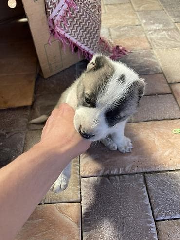 Алабай - Возраст: примерно 4 недели (на фото с мамой у будки). - — 1