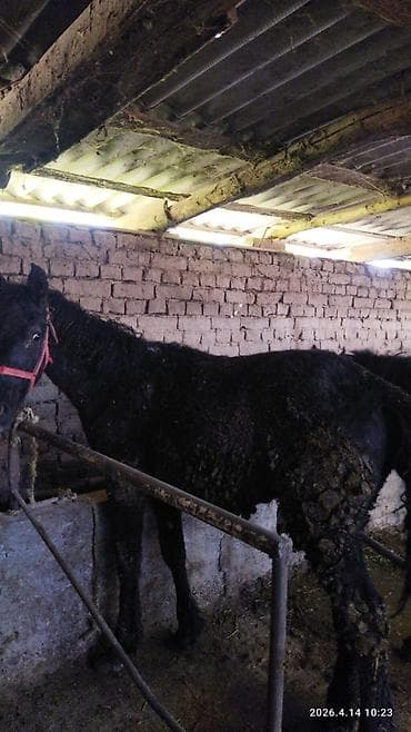 аренда лошадей: Продаю | Конь (самец) | Рабочий — 4