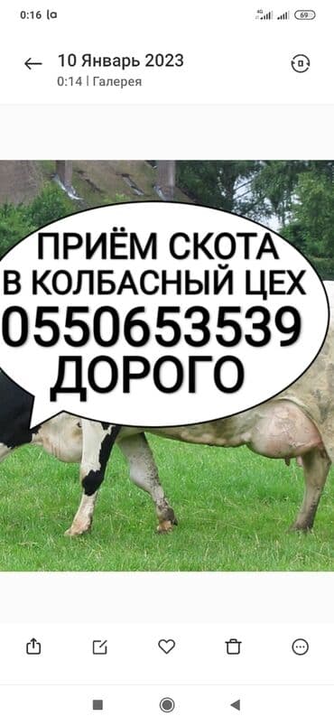 хмонг собака цена россия: Сатып алам | Башка а/ч жаныбарлары, Уйлар, букалар, Жылкылар, аттар | Күнү-түнү, Бардык шартта, Союлган — 1