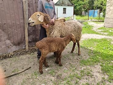 уй сатылат бишкек 2022: Сатам | Ургаачы кой (ургаачы) — 1