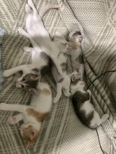 мышык арзан: Котята-домоседы, короткошёрстные, разного окраса: - серо-белые — 1