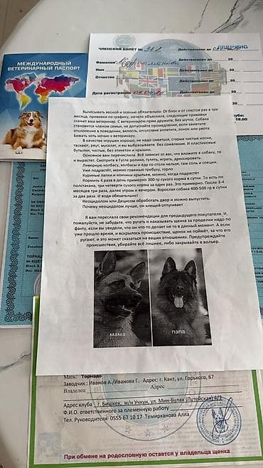 овчар: Овчарка, 1 год, Самец, С прививкой — 6