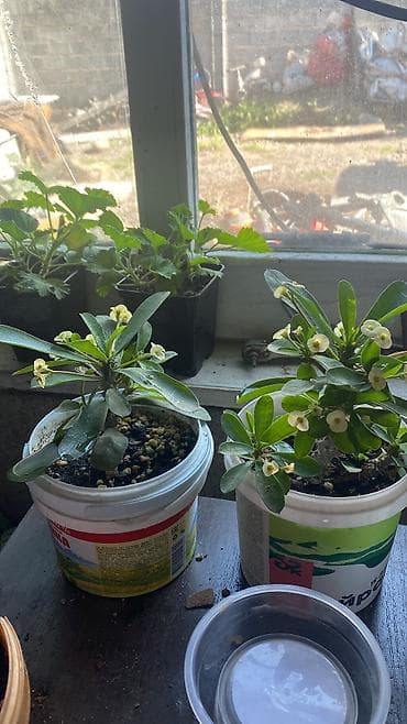 цветы уличные: Глоксиния (Sinningia speciosa) в горшке. - Крупные бархатистые — 10