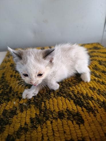 с мыкан: Отдам котят даром — 1