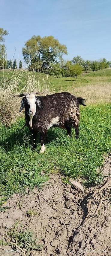 телята музо: Продаю | Коза (самка) | Полукровка | Для молока | Котные — 3