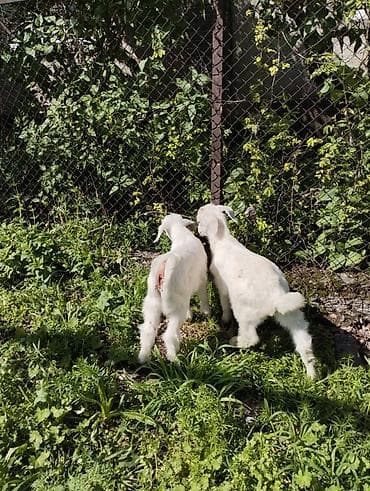 70 сом: Сатам | Улак | Заанен | Көбөйтүү үчүн | Асыл тукумдуу — 8