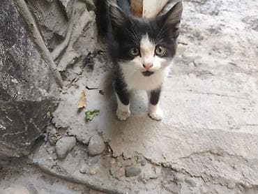животные кошки: Кошка даром: Беспородная, 2 месяца, Мальчик — 5