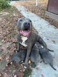 отдам даром щенка ротвейлера: Продаются щенки кубинского питбуль терьера, две девочки 05.09.25г.р. — 5