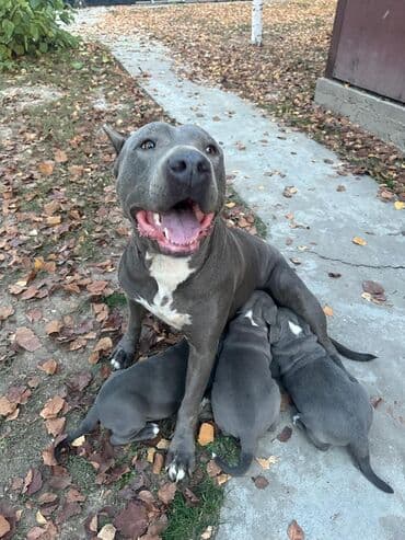 ит сатылат: Продается щенок кубинского питбультерьера, 3 месяца, всё прививки — 2