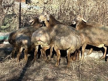 птицы бишкека: Продаю | Баран (самец) — 2