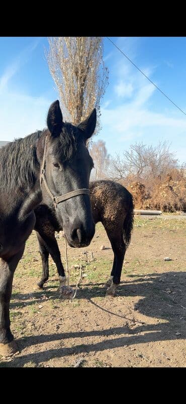 сколько стоит немецкая овчарка в бишкеке: Продаю | Кобыла (самка) | Для разведения — 2