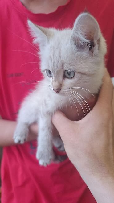 котенок даром: Кошка даром: Беспородная, 2 месяца, Девочка, Метис — 3