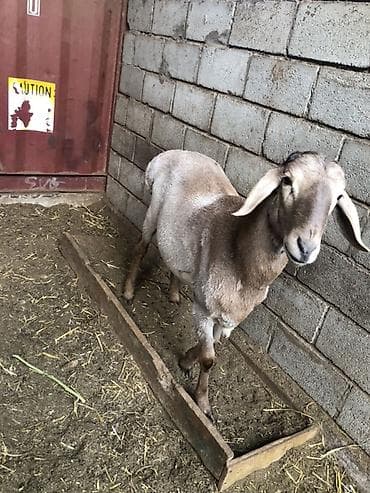 Продаю | Баран (самец) | Арашан | Для разведения