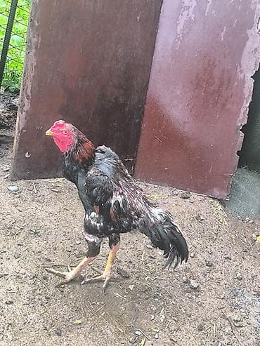 собаки для охраны: Продаю | Петух | Дакан | Для разведения — 7