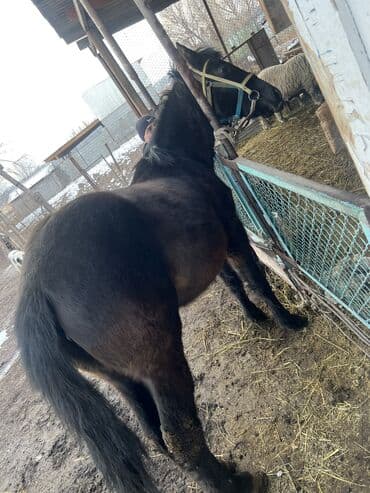 Продаю | Кобыла (самка), Жеребенок | Для разведения, Рабочий, Конный спорт | Племенные, Осеменитель