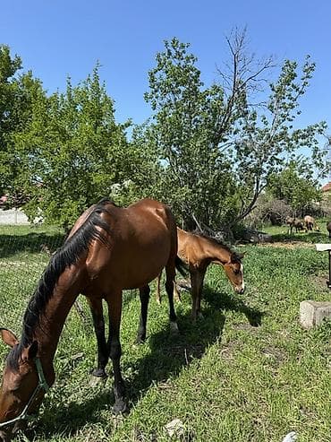 животные на продажу: Продаю | Кобыла (самка) | Для разведения — 4