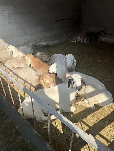 продаю мёд оптом: Продаю | Баран (самец) | Для разведения | Ярка — 1