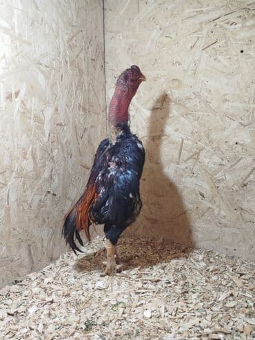 домик для кролика: Продаю | Куры — 5