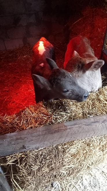 коровы телечки: Продаю | Музоо, торпок — 3