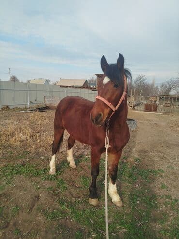 собака охотничий: Продаю | Жеребец — 3