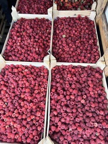 электротовары оптом бишкек: Малина Оптом, Самовывоз, Платная доставка — 2