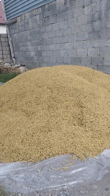 Арпа(ячмень) сатылат продаетса 2,5 тонн свежий урожай at lalafo.kg Арпа(ячмень) сатылат продаетса 2,5 тонн свежий урожай