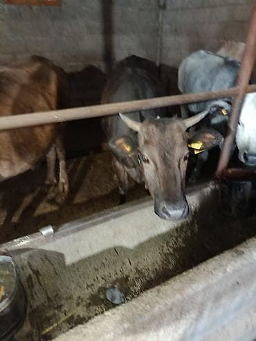 сасновка уй: Продаю | Корова (самка) | Для молока — 1