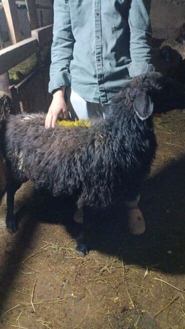 Грызуны: Продаю | Ягненок — 2