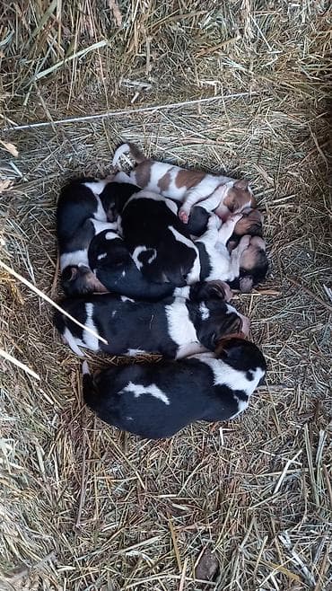 пародистые кошки: Щенки породы, похожей на гончую/биглят (триколор и рыже-белые окрасы) — 1