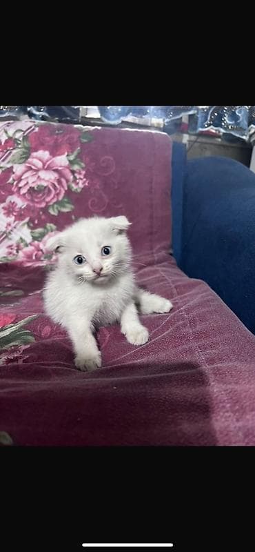пародистый кошка: Котёнок ищет любящую семью Продаётся красивый белоснежный шотландский — 1