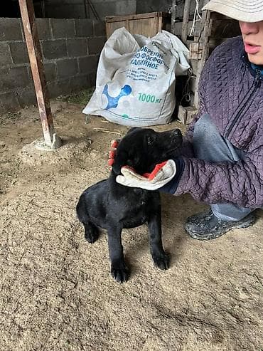 щенок лабрадора цена: Лабрадор-ретривер, 2 месяца, Самка, С родословной — 5