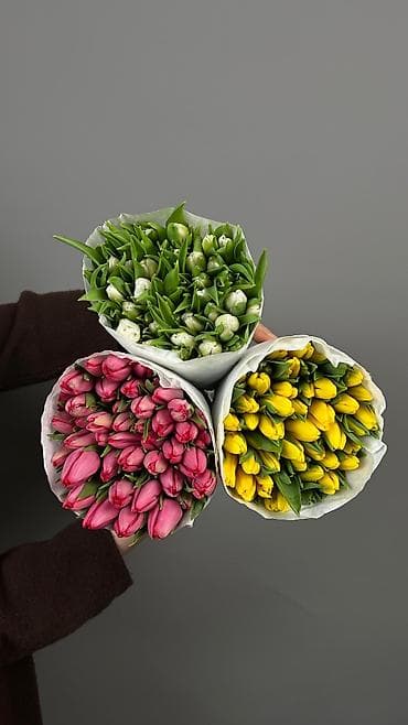 цветы тульпан: Крупные голландские тюльпаны, длина стебля 45–50 см. Доступны яркие — 2